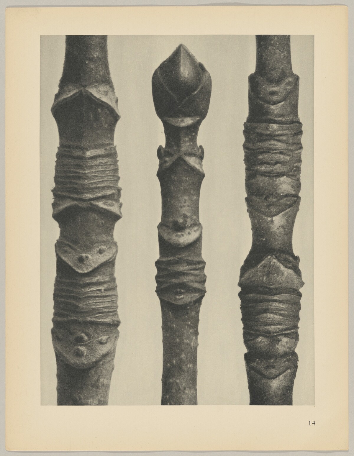 Acer by Karl Blossfeldt