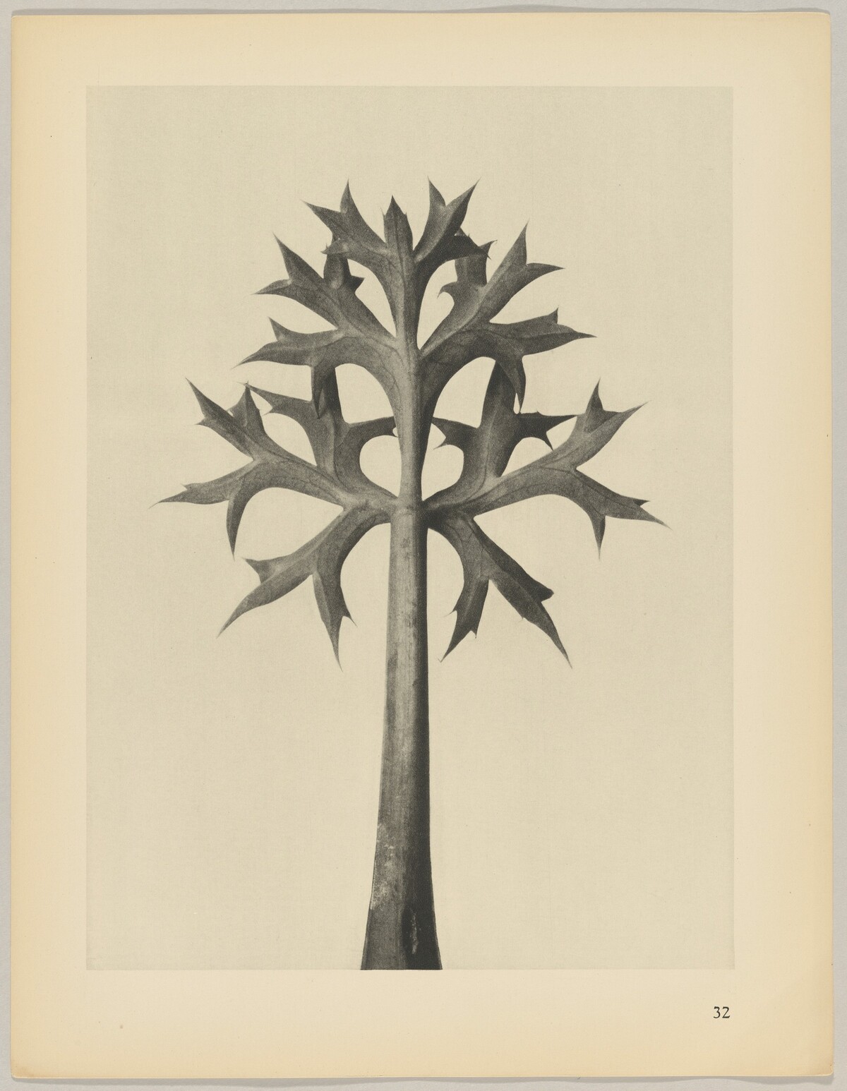 Eryngium Bourgatii by Karl Blossfeldt