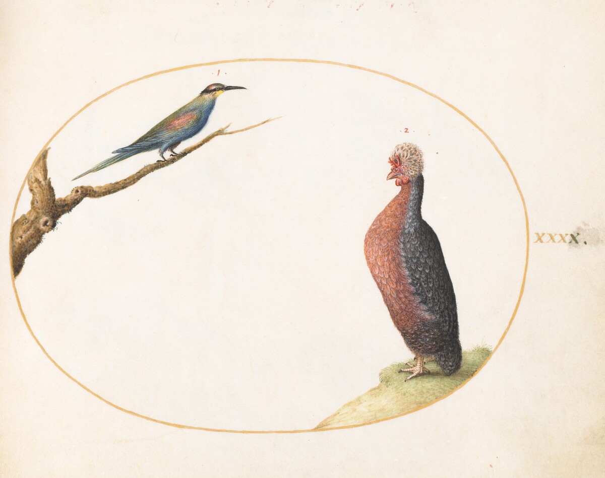 Plate 40: European Bee-Eater and Exotic Chicken by Joris Hoefnagel