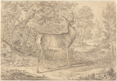 A Splendid Young Stag before a Wattle Fence