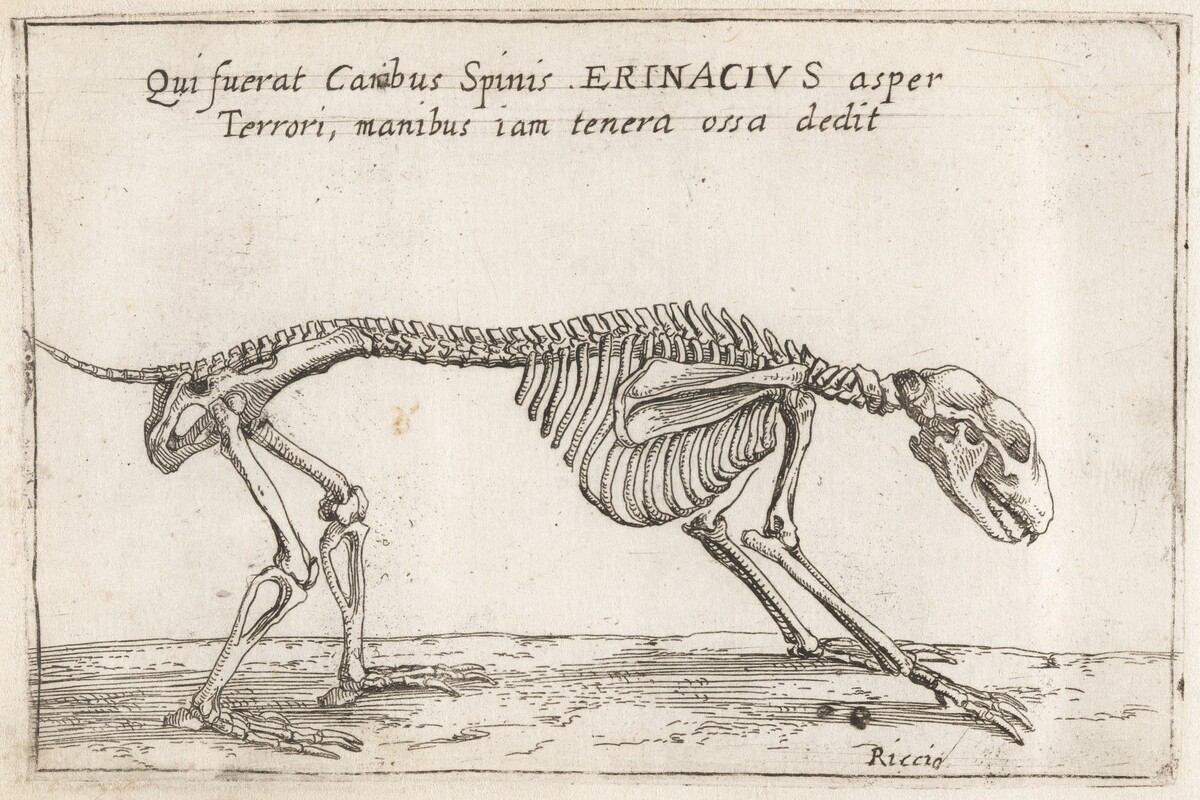 Skeleton of a Hedgehog by Teodoro Filippo di Liagno, called Napoletano