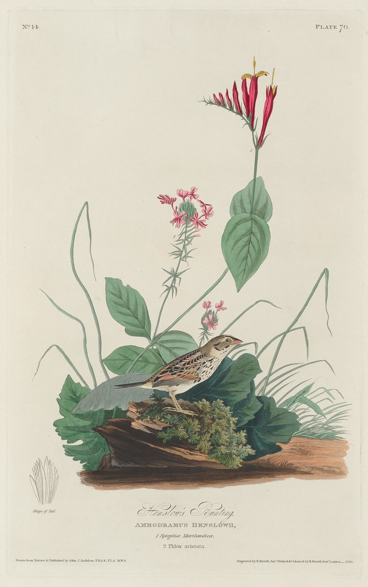 Henslow's Bunting by Robert Havell after John James Audubon