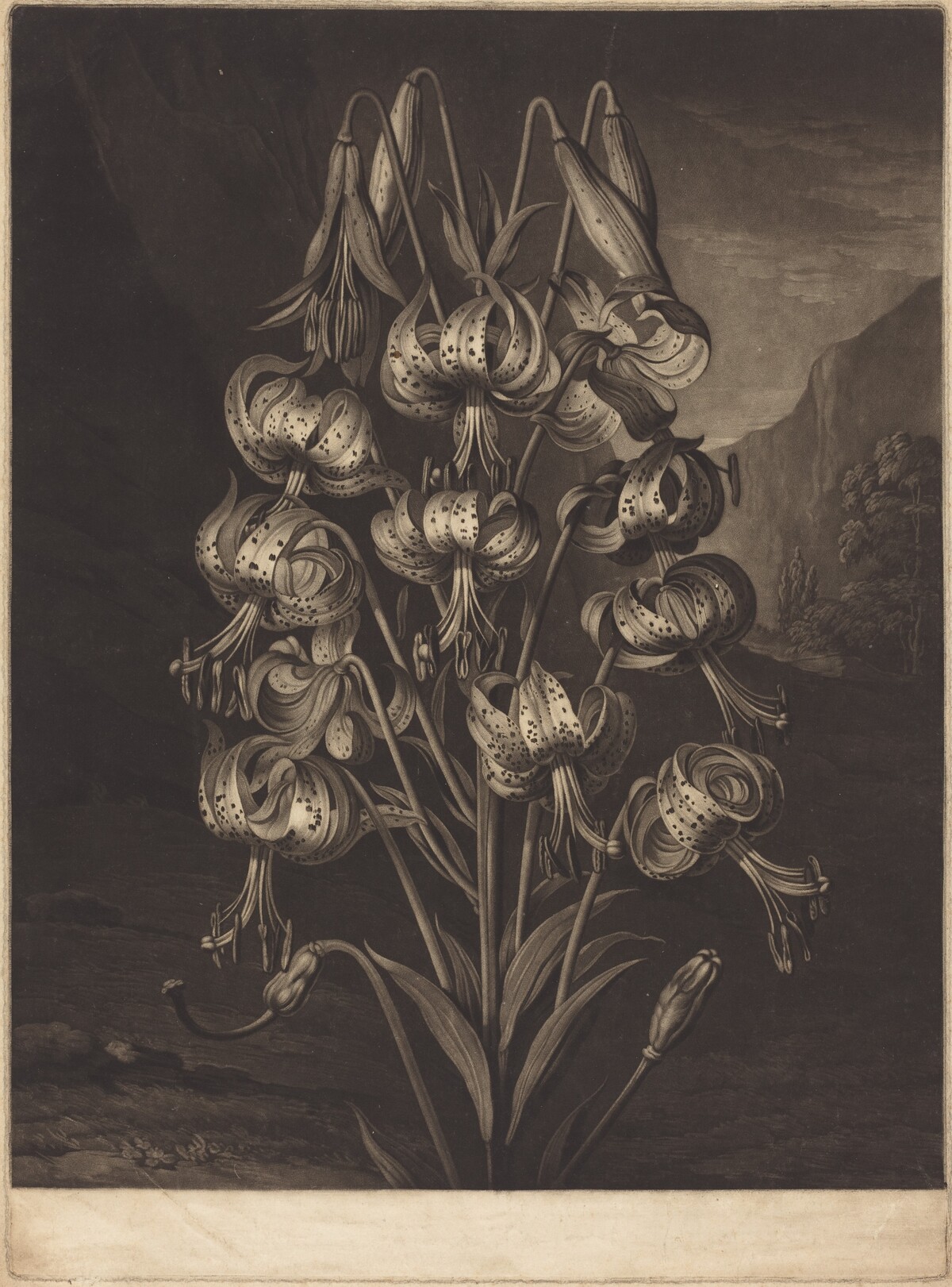 The Superb Lily by William Ward after Philip Reinagle