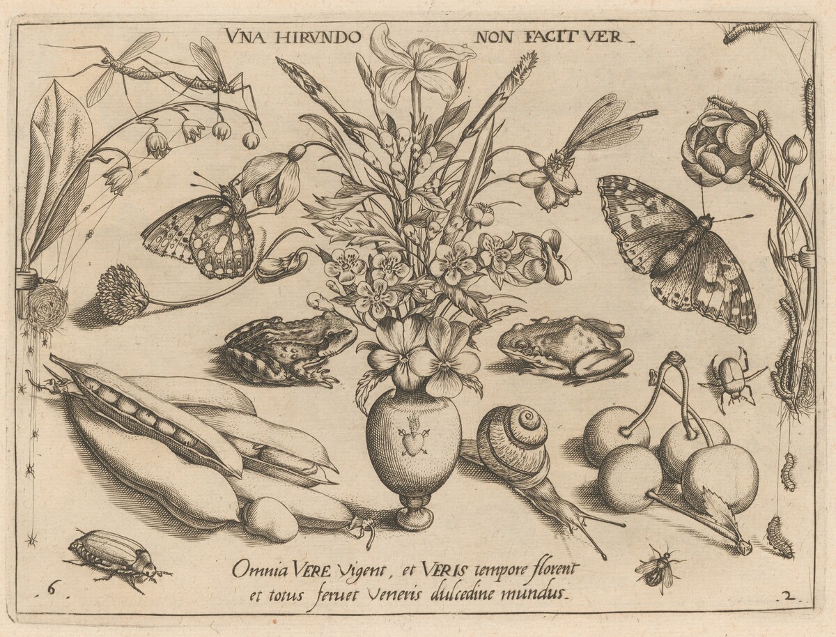 Archetypa studiaque patris Georgii Hoefnagelii [Part 2, Plate 6] by Jacob Hoefnagel after Joris Hoefnagel