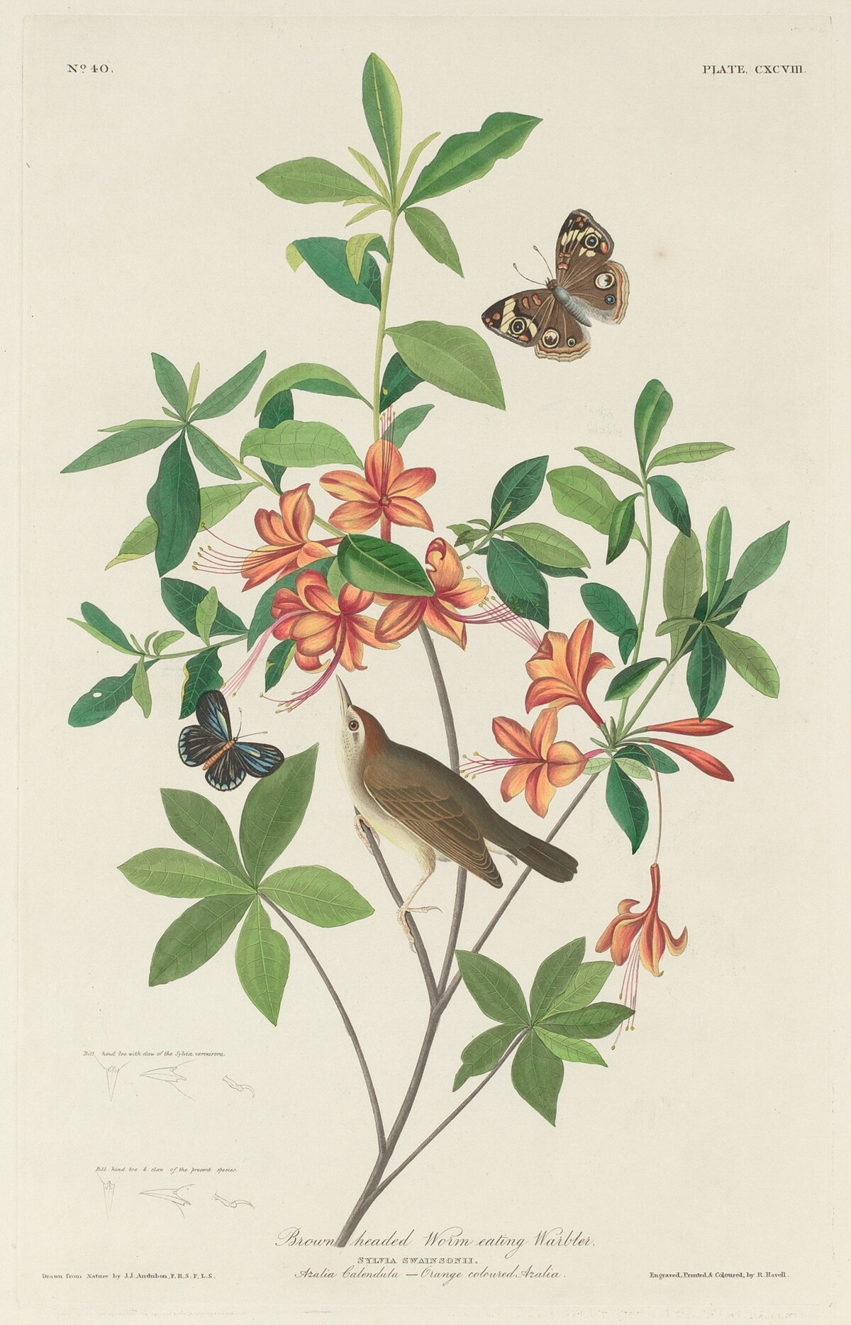 Brown-headed Worm-eating Warbler by Robert Havell after John James Audubon