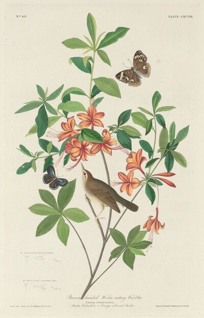 Brown-headed Worm-eating Warbler
