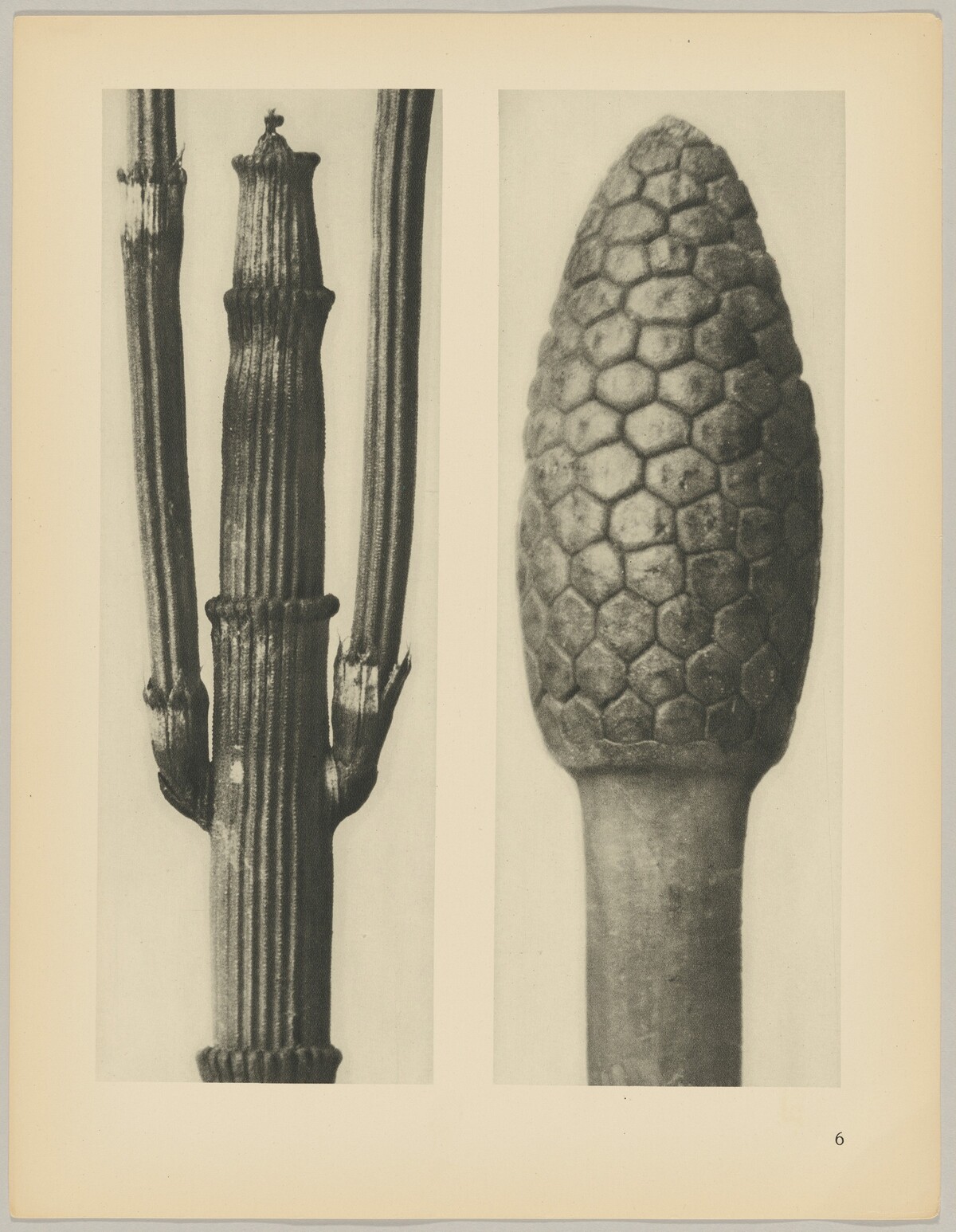 a Equisetum hiemale; b Equisetum arvense by Karl Blossfeldt