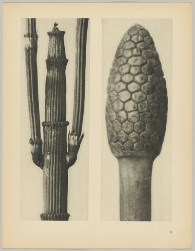 a Equisetum hiemale; b Equisetum arvense