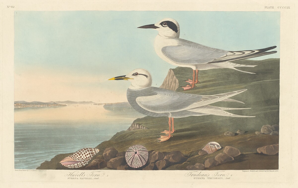 Havell's Tern and Trudeau's Tern by Robert Havell after John James Audubon