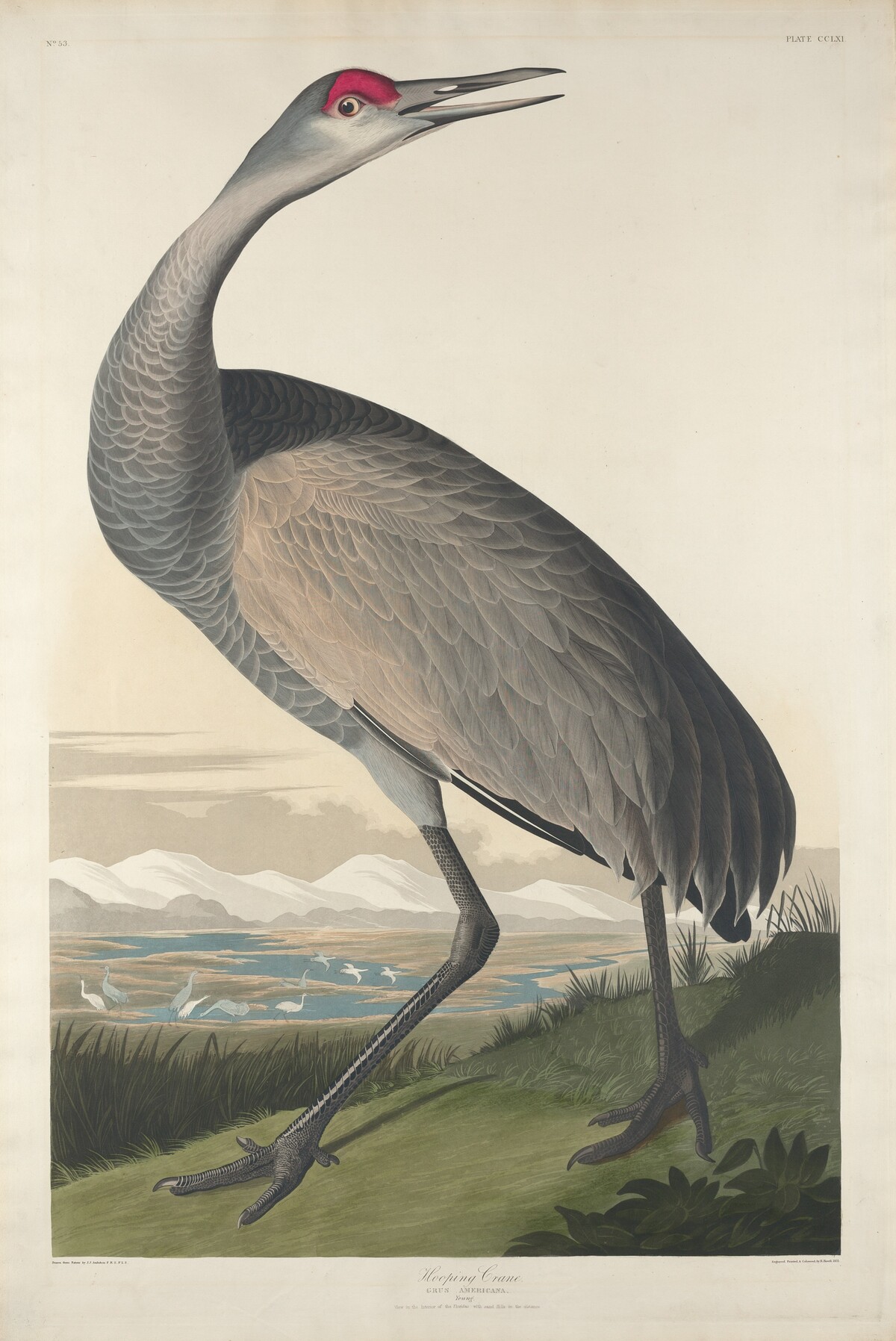 Hooping Crane by Robert Havell after John James Audubon