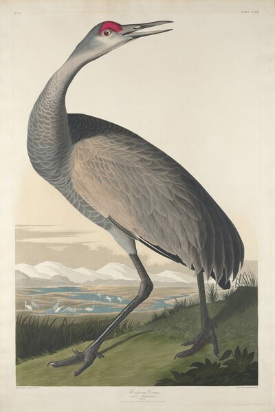 Hooping Crane