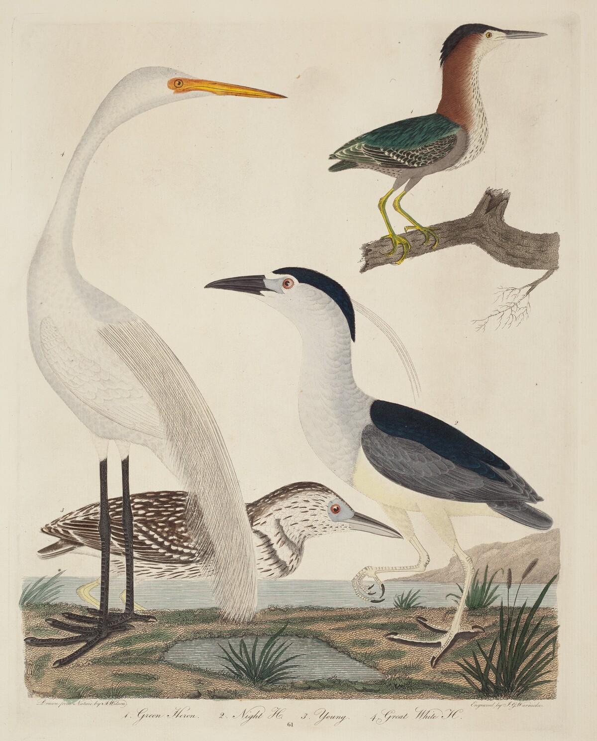 Green Heron, Night Heron, Young Heron, and Great White Heron by John G. Warnicke after Alexander Wilson