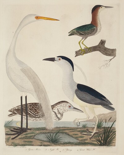 Green Heron, Night Heron, Young Heron, and Great White Heron