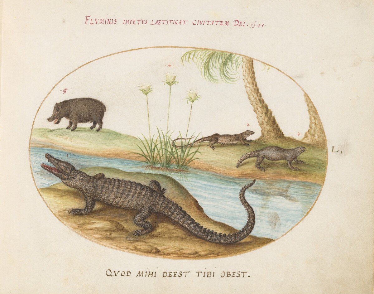 Plate 50: A Crocodile, a Hippopotomus, a Land Crocodile or Tegu Lizard(?), and a Crocodile or Spiny-Tailed Lizard with a Papyrus Plant by Joris Hoefnagel