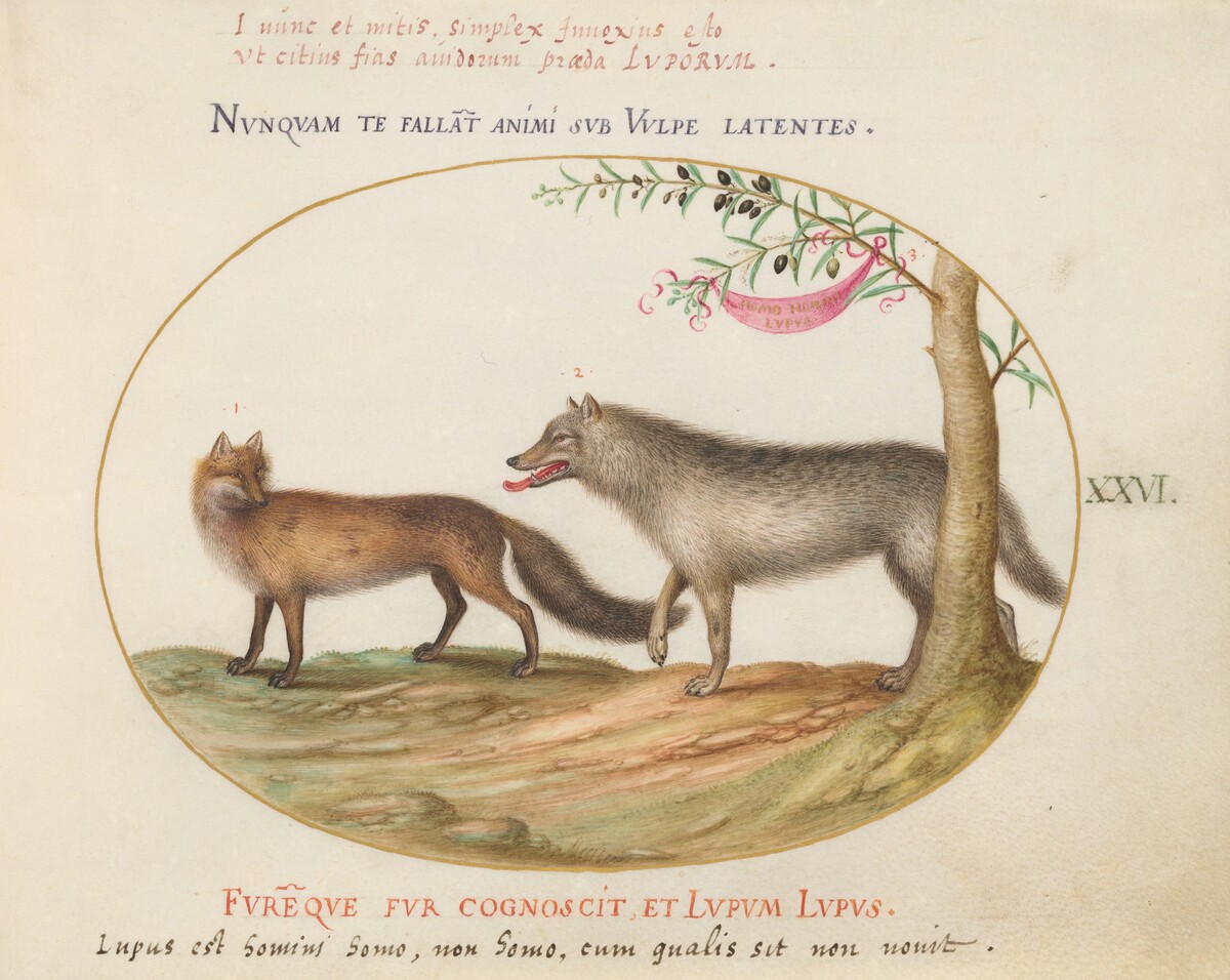 Plate 26: A Red Fox and a Wolf by Joris Hoefnagel