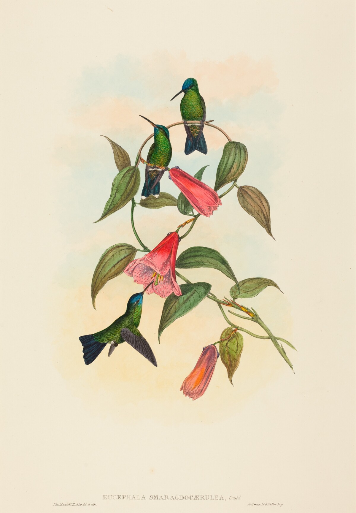 Eucephala smaragdocaerulea (Gould's Wood Nymph) by John Gould and H.C. Richter