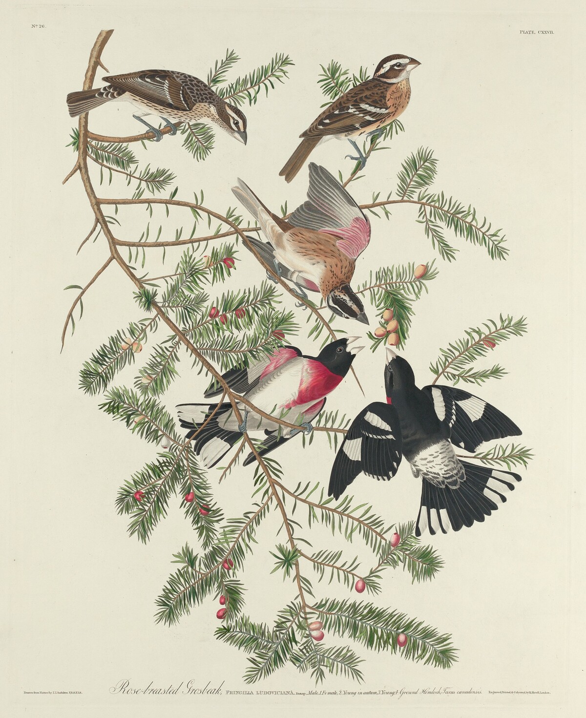 Rose-breasted Grosbeak by Robert Havell after John James Audubon