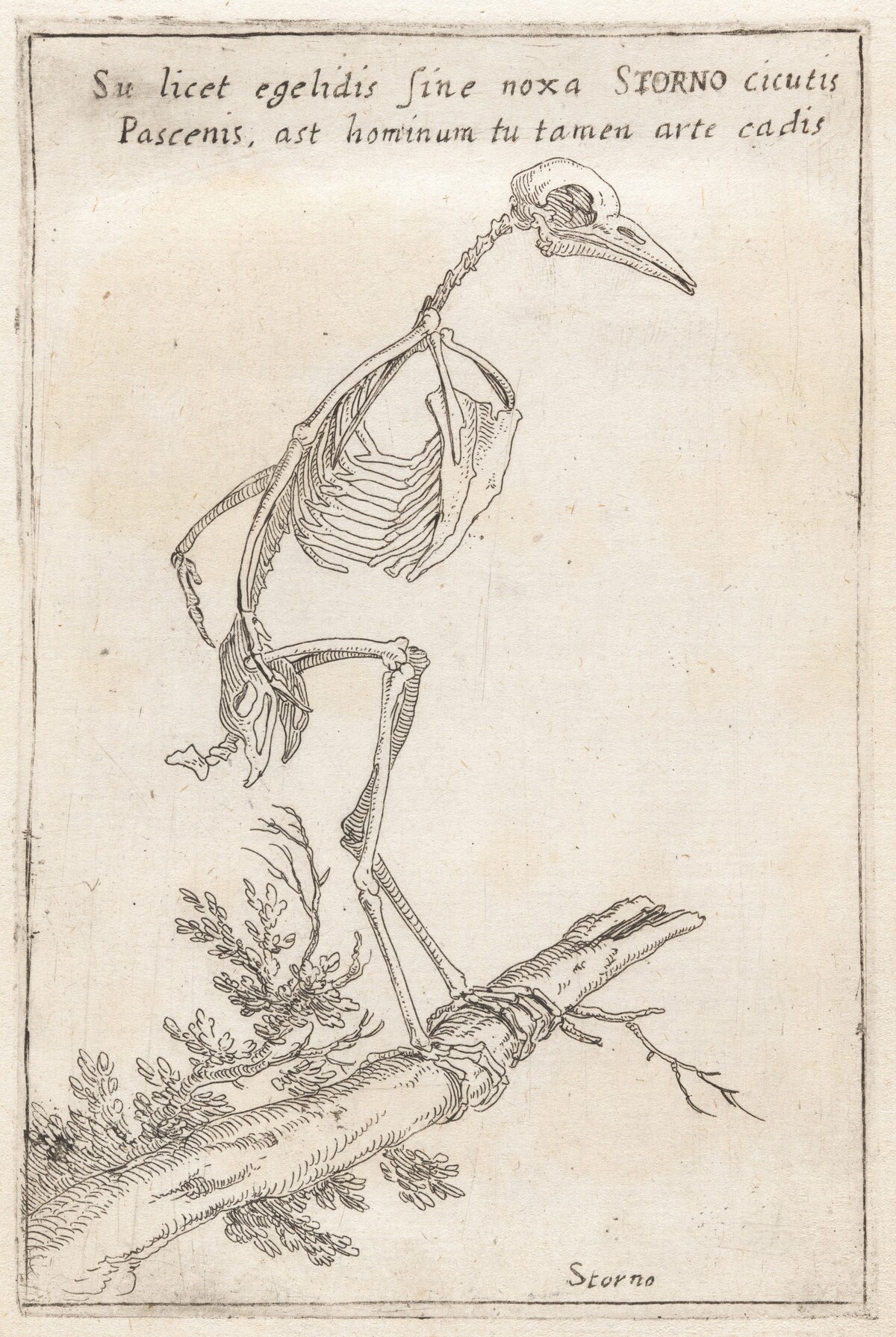 Skeleton of a Starling by Teodoro Filippo di Liagno, called Napoletano