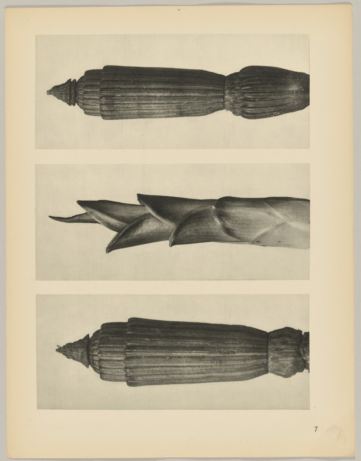 a Equisetum hiemale; b Hosta japonica; c Equisetum hiemale by Karl Blossfeldt