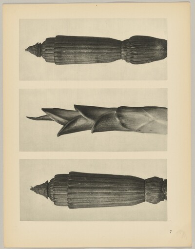 a Equisetum hiemale; b Hosta japonica; c Equisetum hiemale