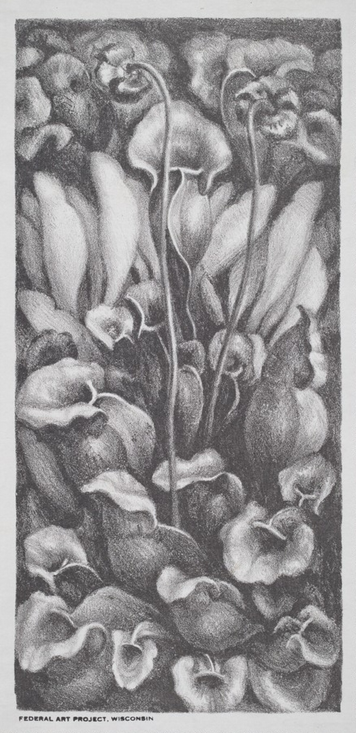 Pitcher Plant by Charles Winstanley Thwaites