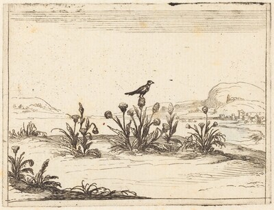 Bird Perched in a Thistle