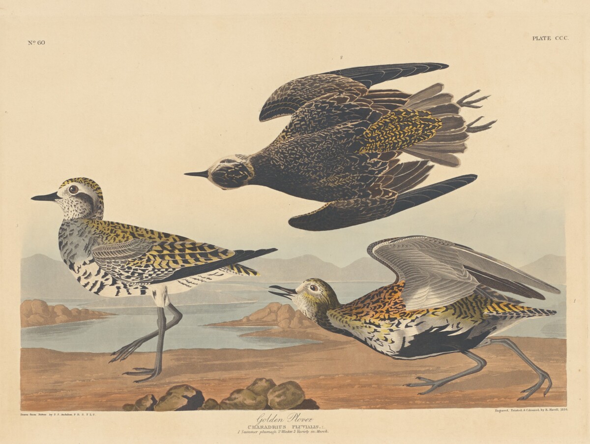 Golden Plover by Robert Havell after John James Audubon