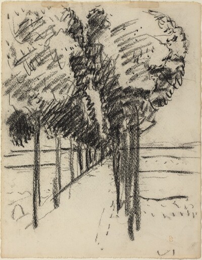 The Shady Lane