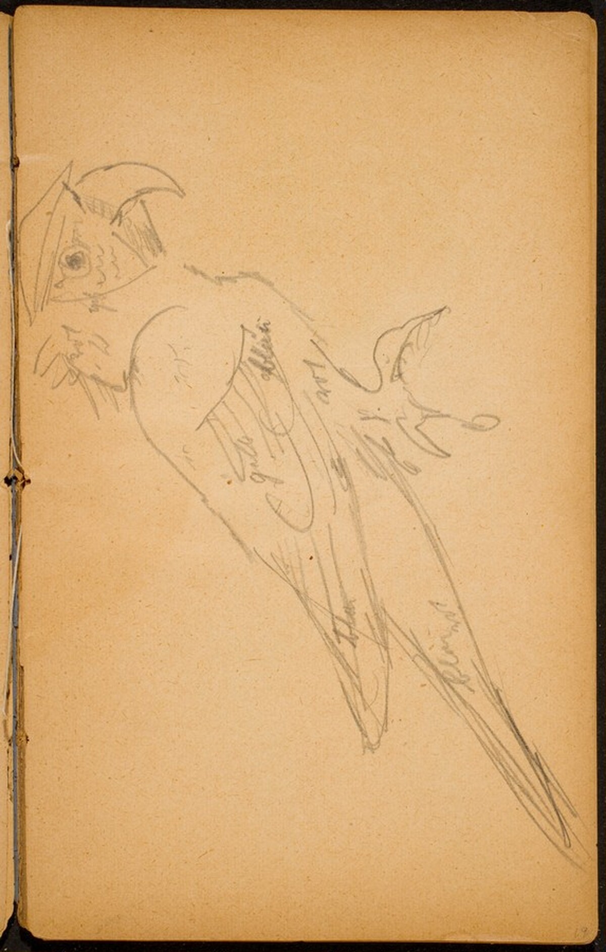 Papagei (A Parrot) [p. 19] by Max Beckmann
