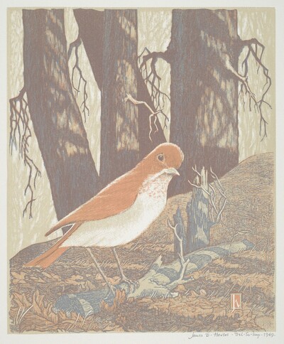 Shy Veery