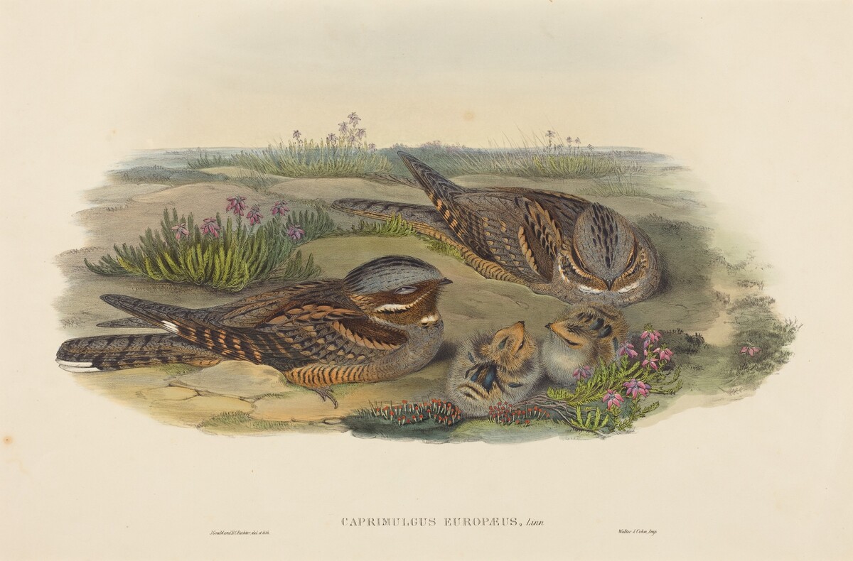 Caprimulgus europaeus (Nightjar) by John Gould and H.C. Richter