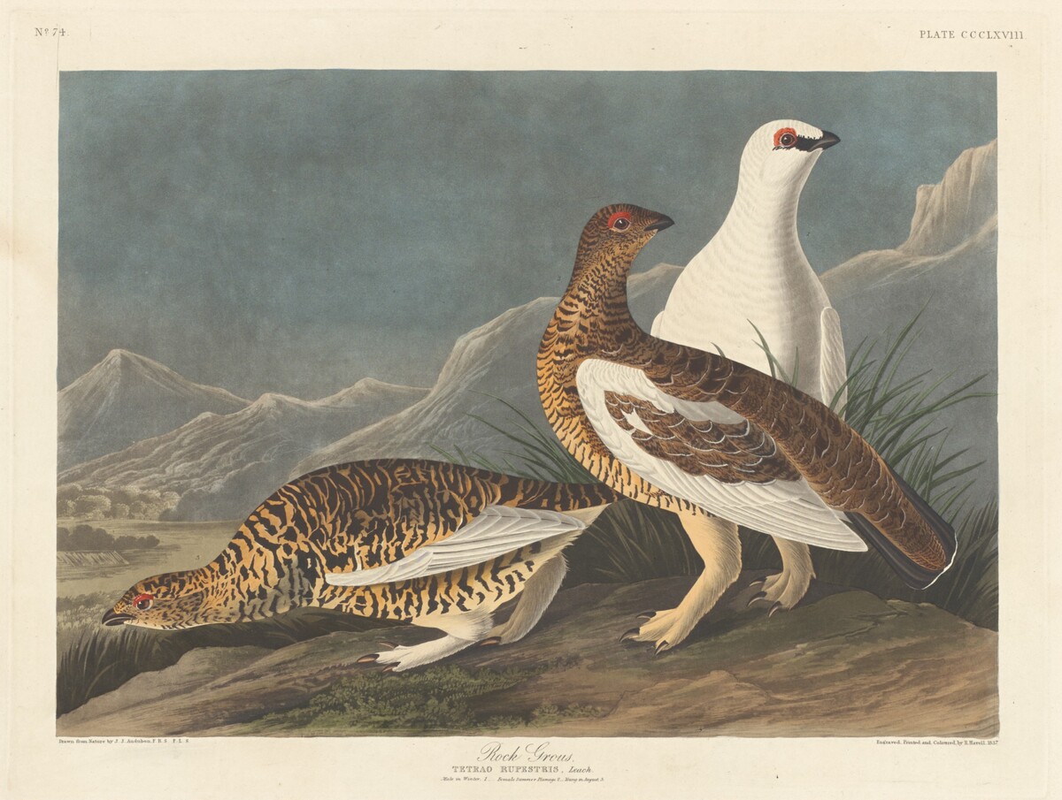 Rock Grous by Robert Havell after John James Audubon