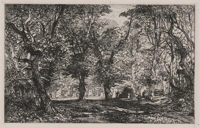 View from a Forest Stream Into a Clearing