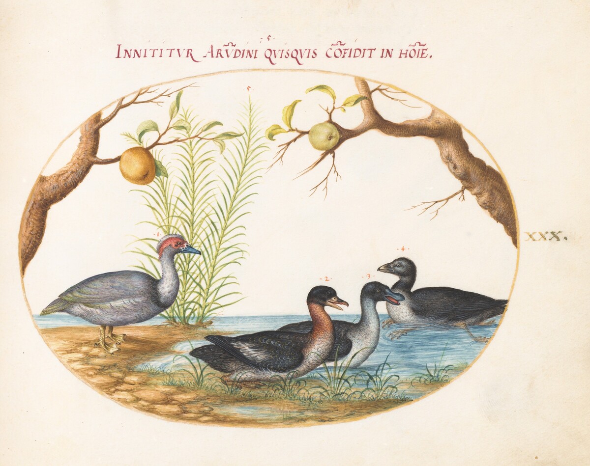Plate 30: A Muscovy(?) Duck, a Four-Legged Duck, and Two Other Birds by Joris Hoefnagel