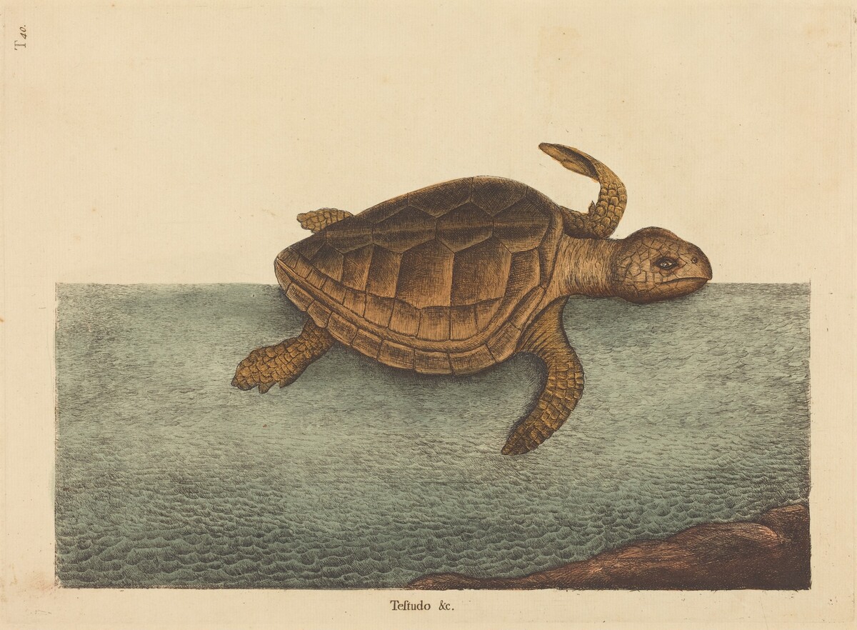 The Logger-head Turtle (Testudo Cavanna) by Mark Catesby