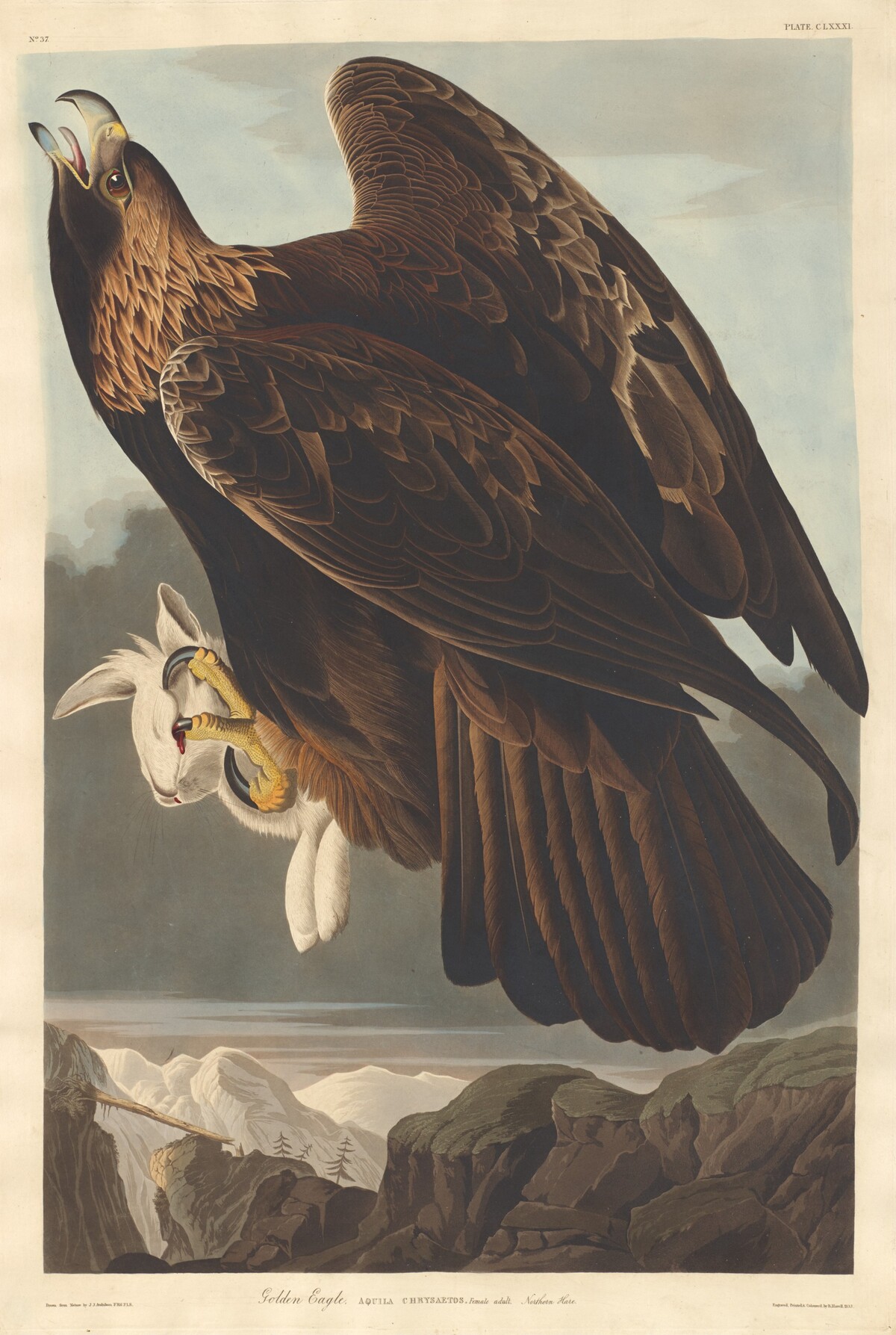 Golden Eagle by Robert Havell after John James Audubon