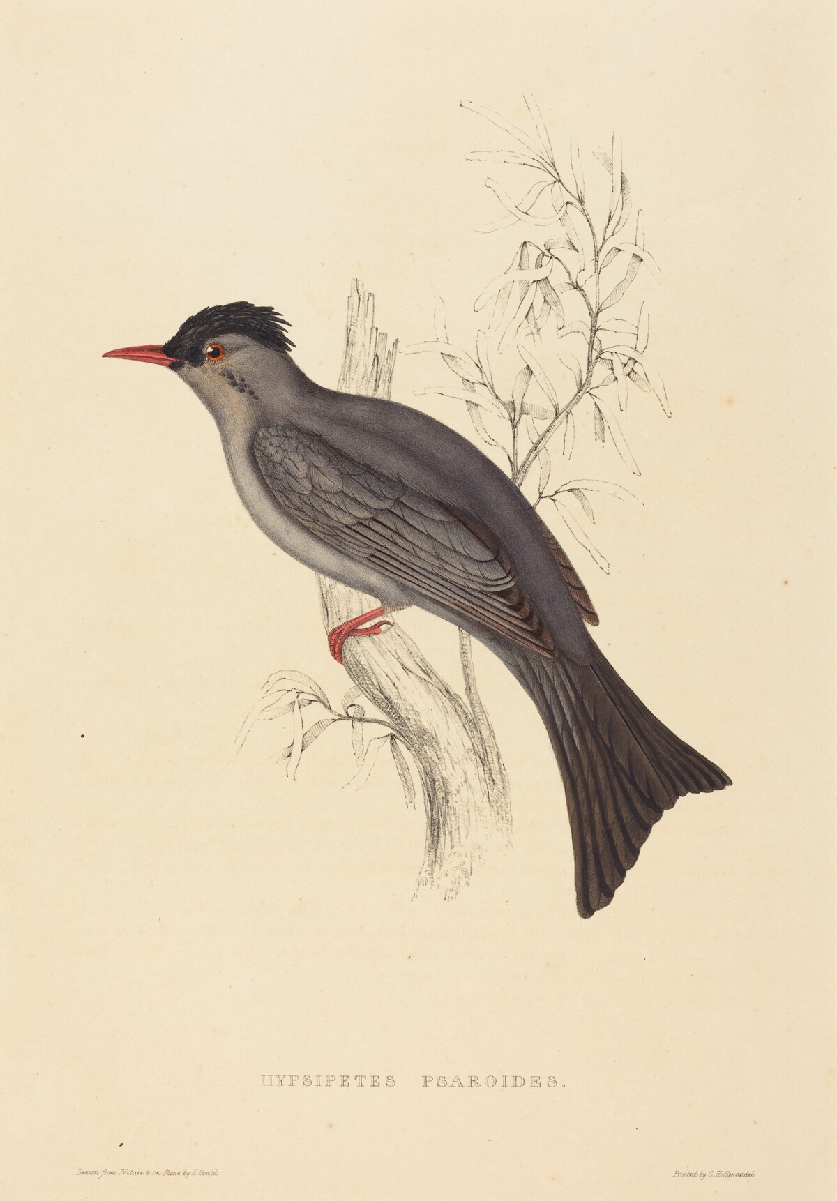 Hypsipetes Psaroides (Black Bulbul) by Elizabeth Gould