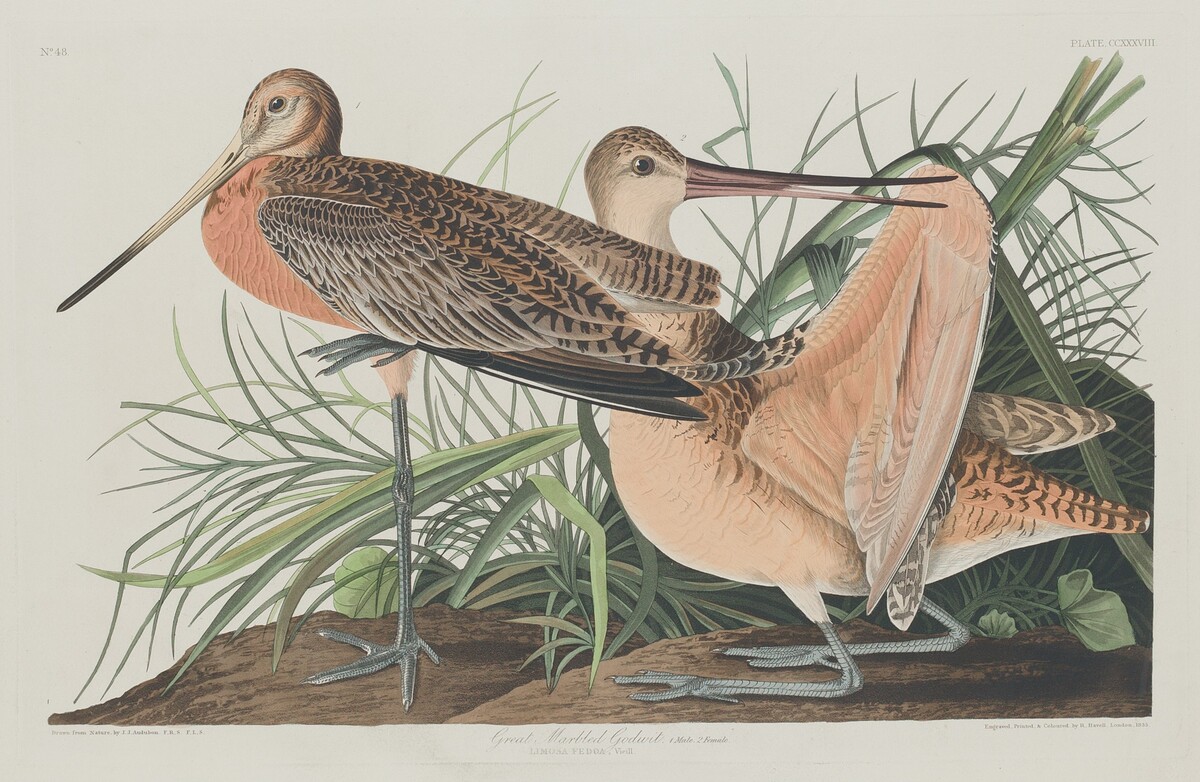 Great Marbled Godwit by Robert Havell after John James Audubon