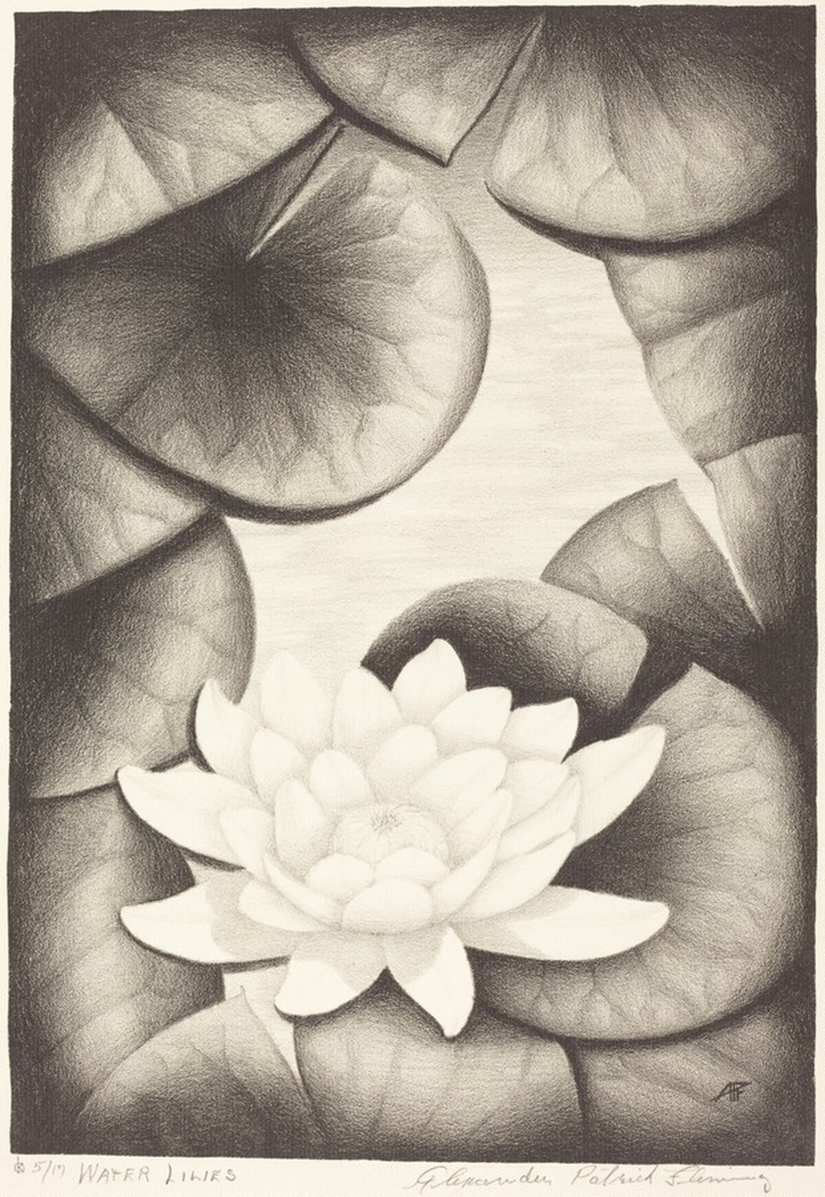 Water Lilies by Alexander Patrick Fleming