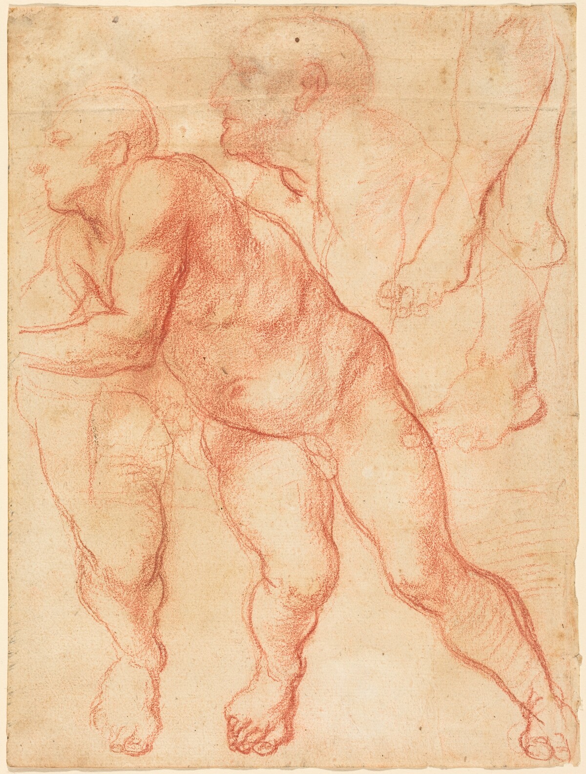 Studies of a Male Nude by Giovanni Battista Naldini