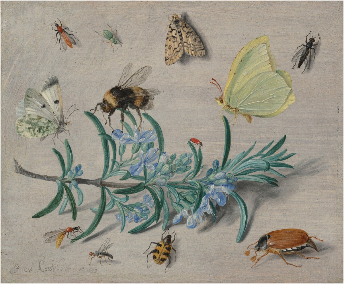 Insects and a Sprig of Rosemary by Jan van Kessel the Elder
