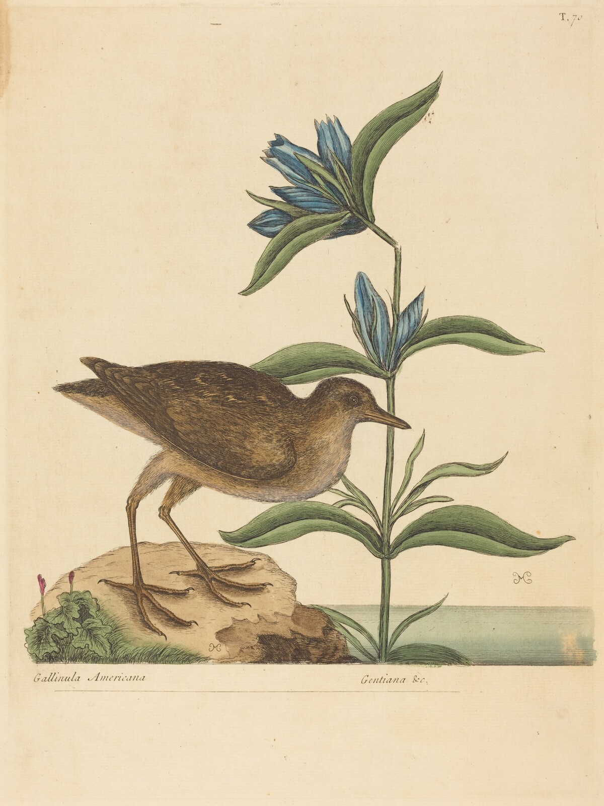 The Soree (Rallus Virginianus) by Mark Catesby