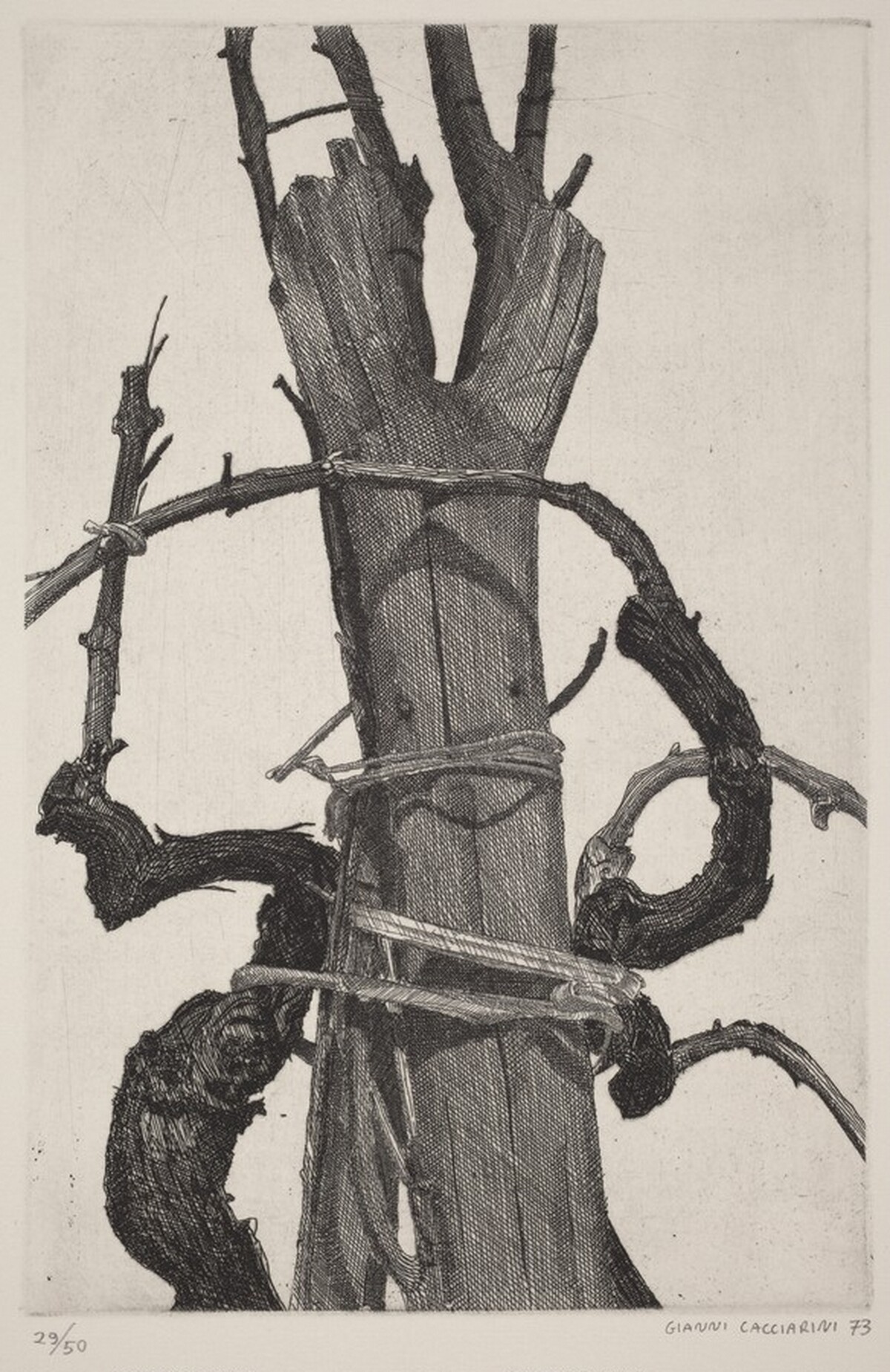 Vine by Gianni Cacciarini
