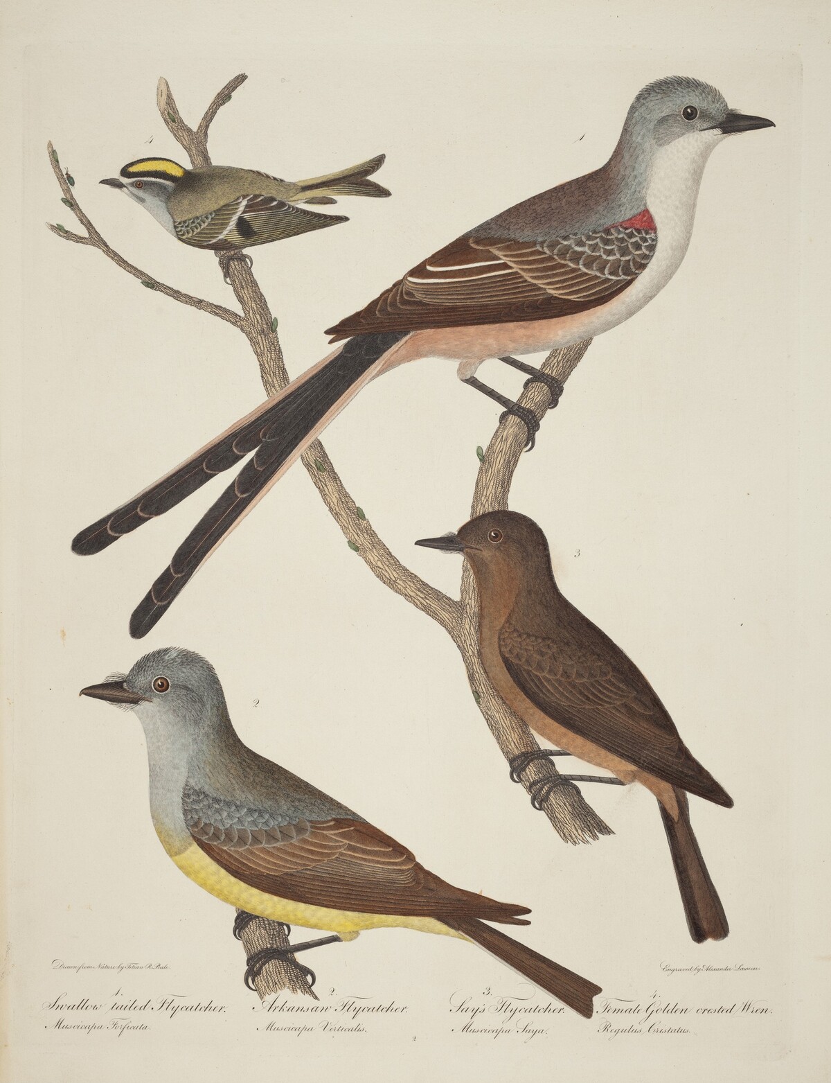 Swallow-tailed Flycatcher, Arkansas Flycatcher, Say's Flycatcher, and Female Golden-crested Wren by Alexander Lawson after Titian Ramsay Peale