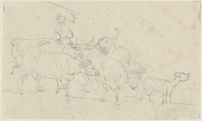Cattle