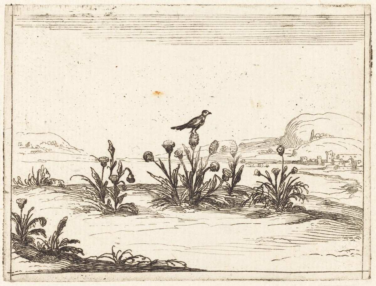 Bird Perched on a Thistle by Jacques Callot