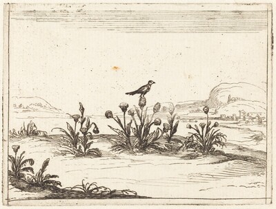 Bird Perched on a Thistle