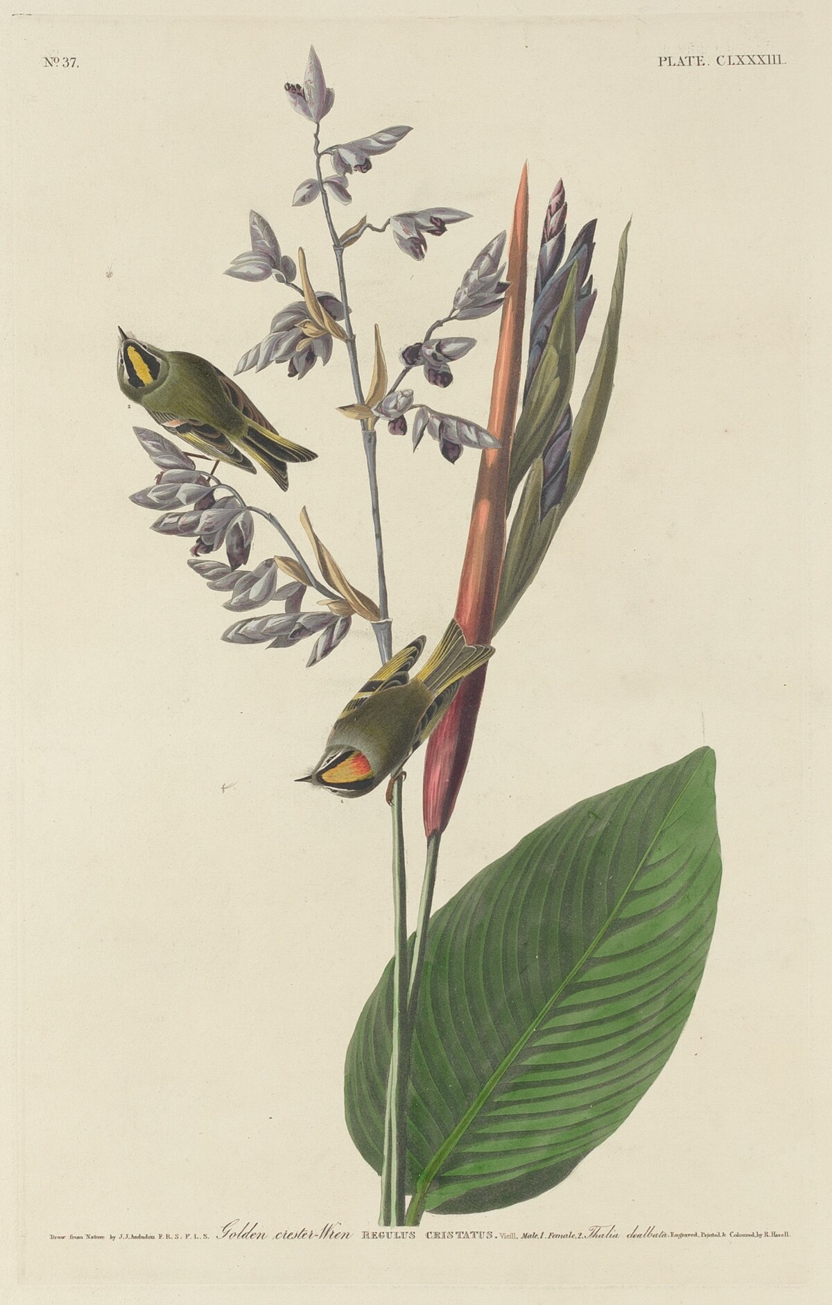 Golden-Crested Wren by Robert Havell after John James Audubon
