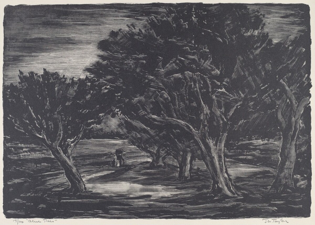 Olive Trees by John W. Taylor