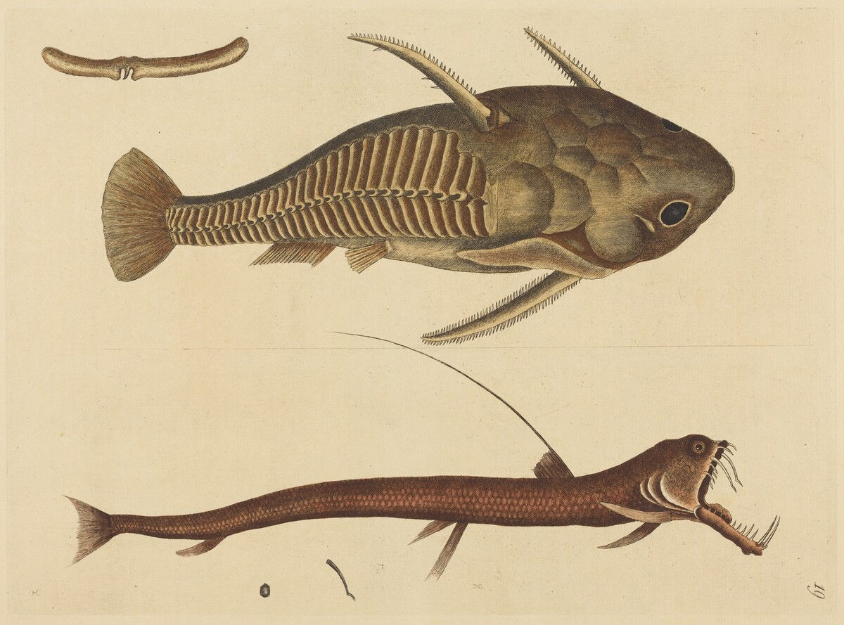 The Viper-mouth (Silurus cataphractus) by Mark Catesby